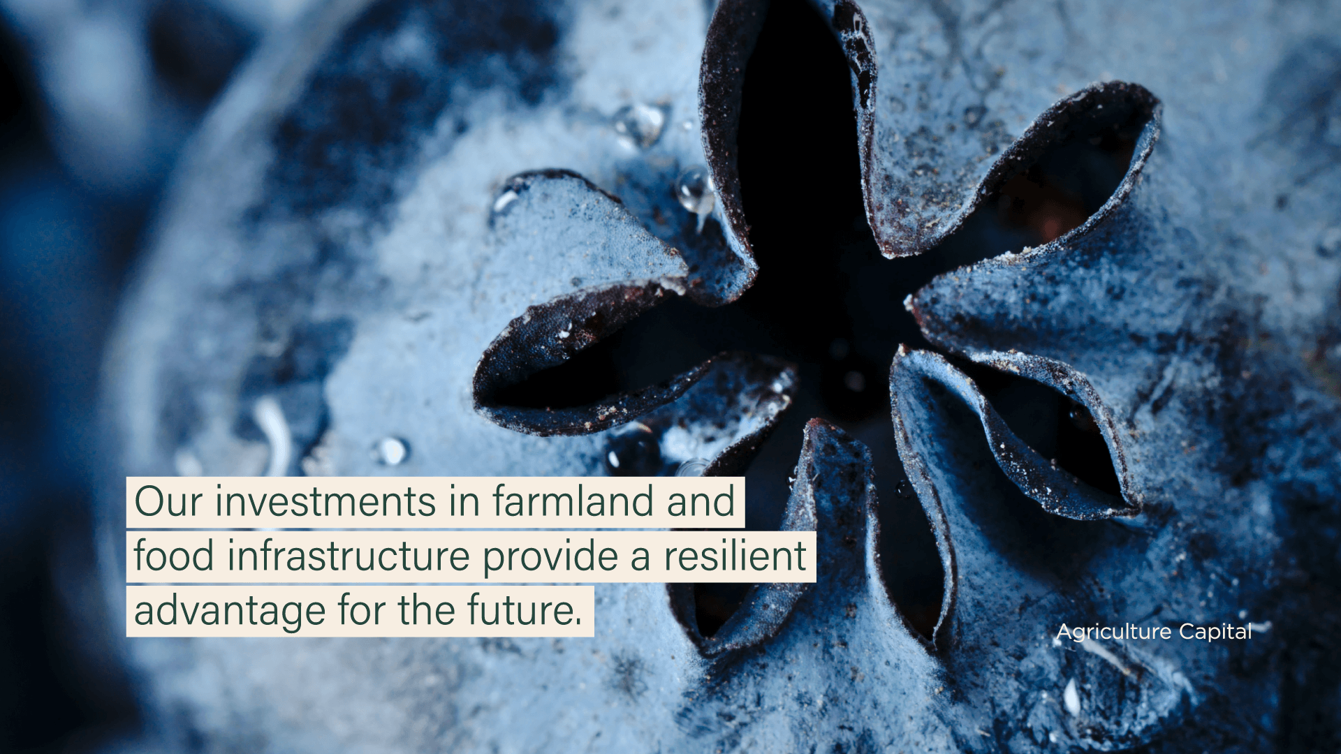 both-and_AgricultureCapital_03