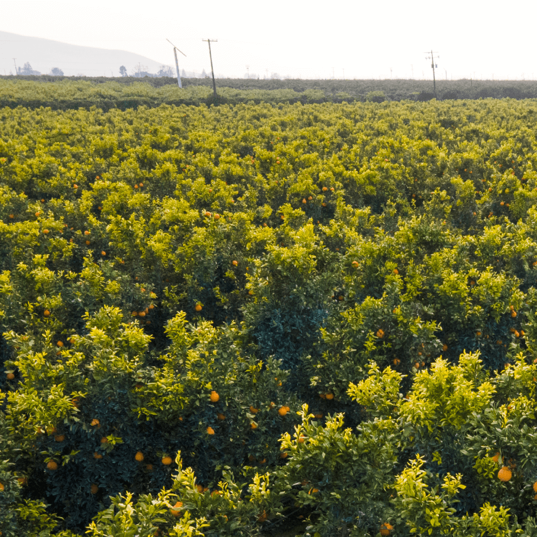 both-and_AgricultureCapital_08