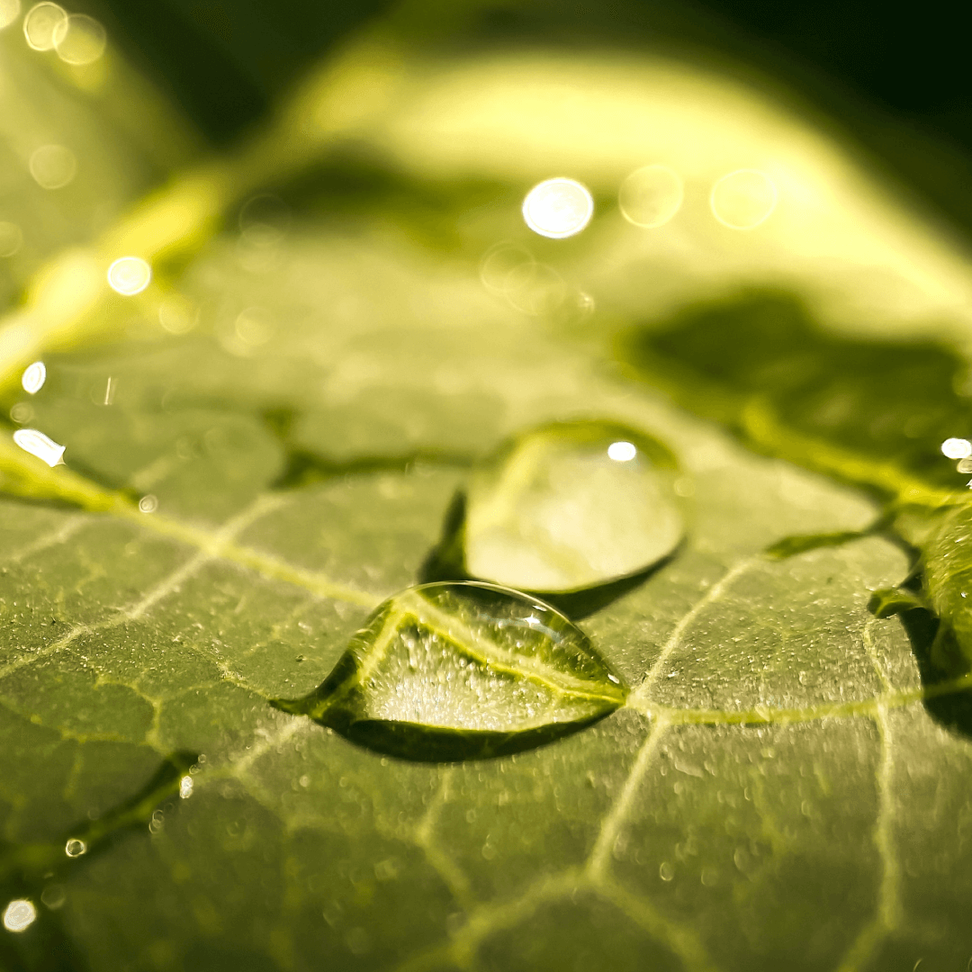 both-and_AgricultureCapital_11